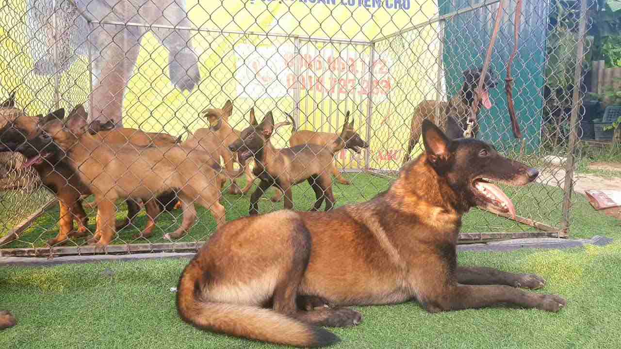 Phối giống chó Malinois