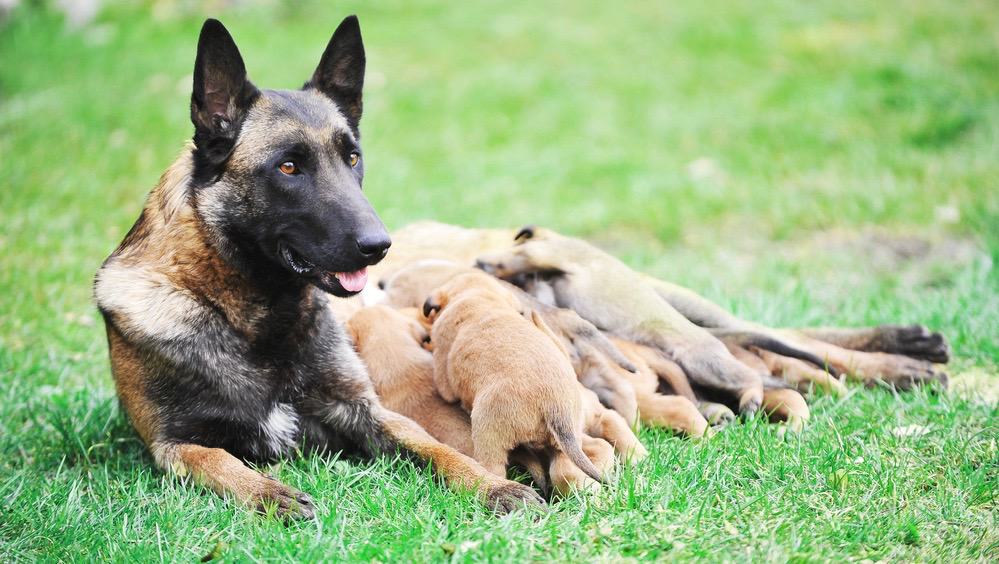 Phối giống chó Malinois